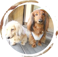 看板犬がお出迎え